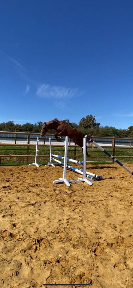 Caballo castrado Silla Francés En venta 2022 Alazán por Firth of Lorne