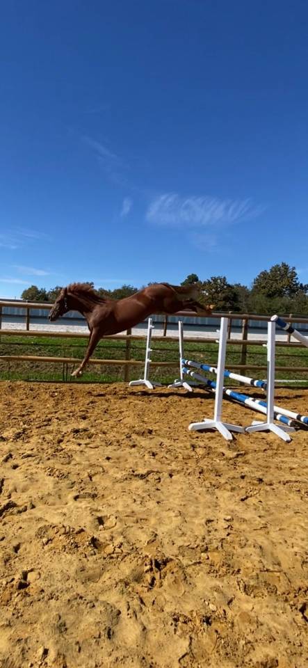 Caballo castrado Silla Francés En venta 2022 Alazán por Firth of Lorne