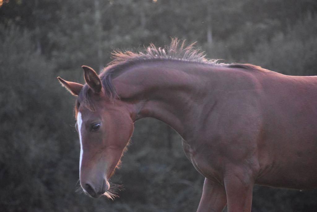 Potranca Silla Francés En venta 2024 Bayo moreno por cristallo