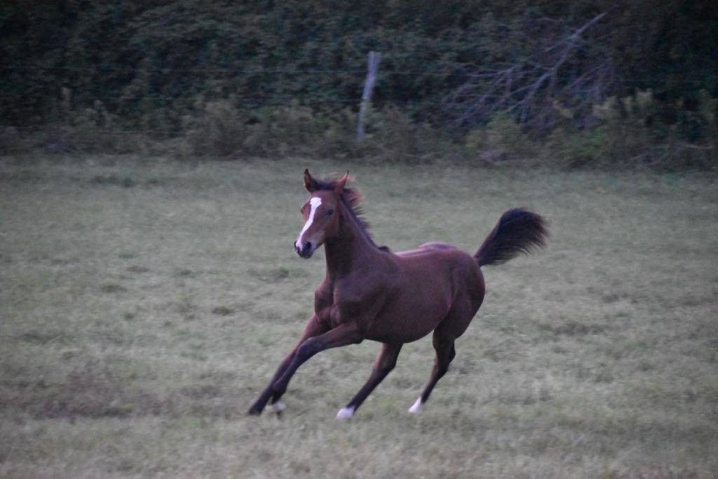 Potranca Silla Francés En venta 2024 Bayo moreno por cristallo