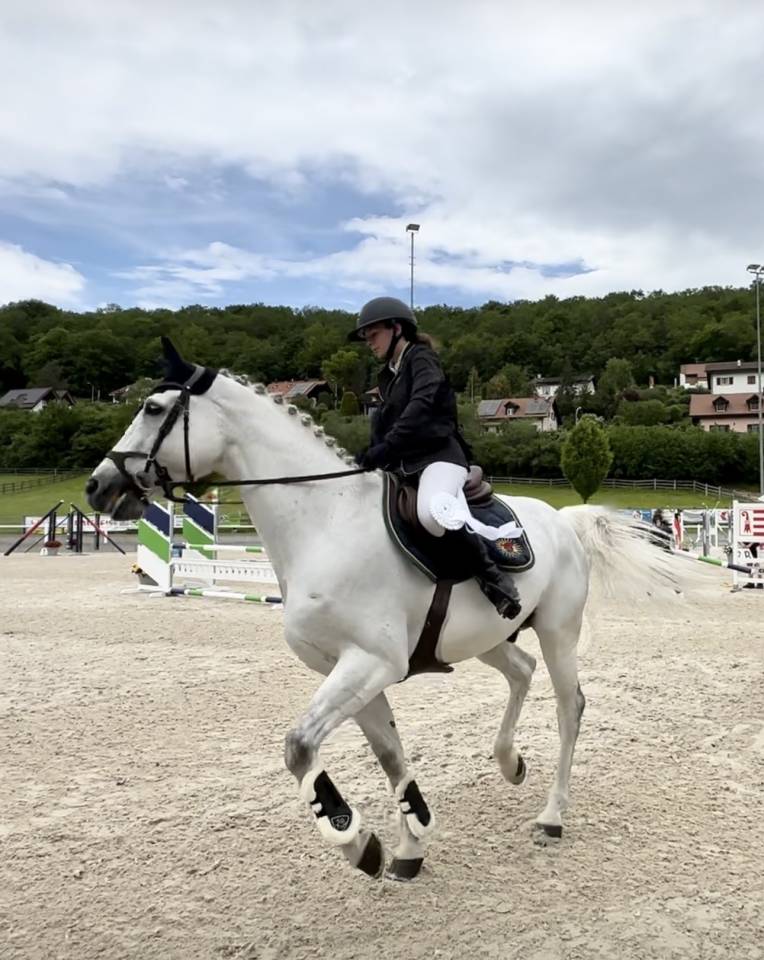 Caballo castrado Oldenburgués En venta 2011 Tordo por Casillas 2