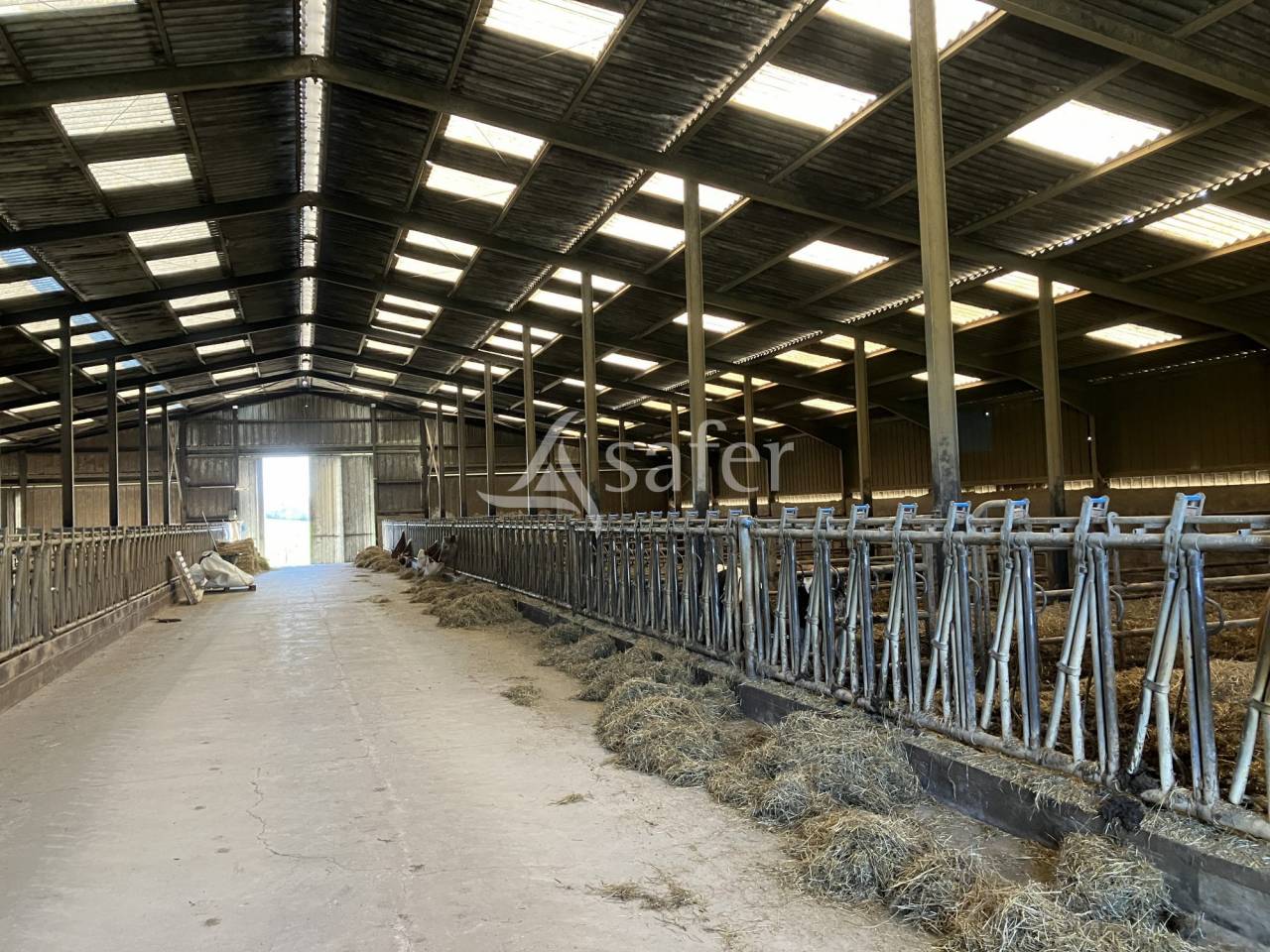 Explotación lechera En venta Alto Saona