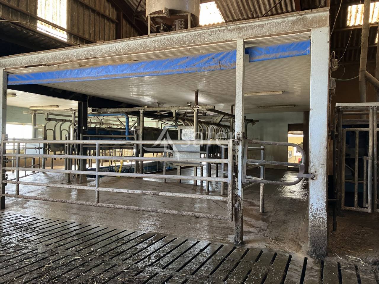 Explotación lechera En venta Alto Saona