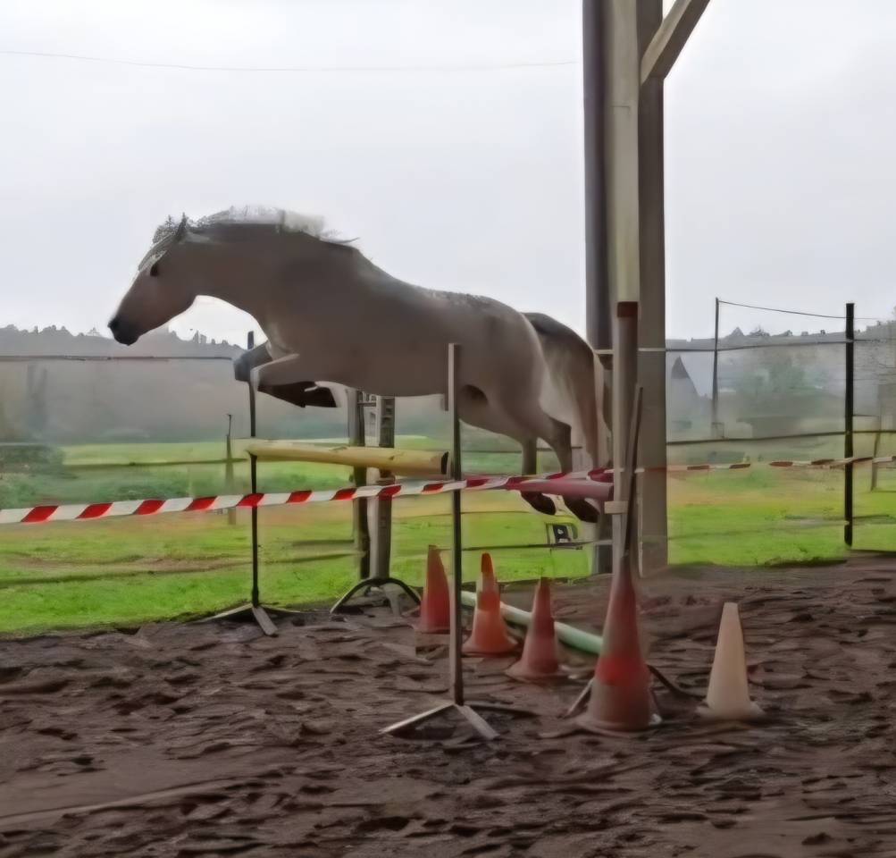 Caballo castrado PFS Poni Françés de Silla En venta 2018 Tordo por Happy des Charmes PFS