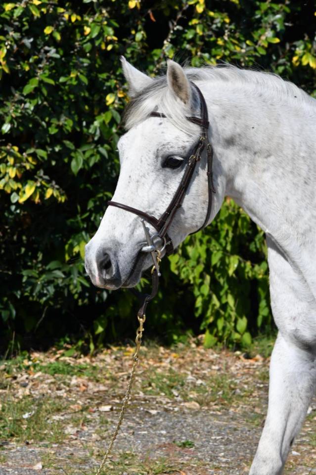 Caballo castrado PFS Poni Françés de Silla En venta 2018 Tordo por Happy des Charmes PFS