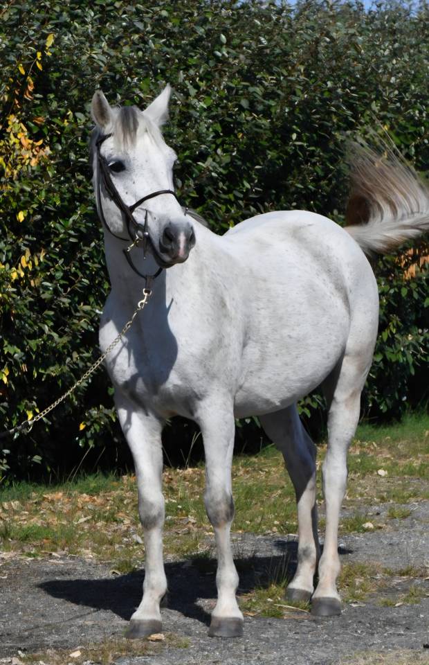 Caballo castrado PFS Poni Françés de Silla En venta 2018 Tordo por Happy des Charmes PFS