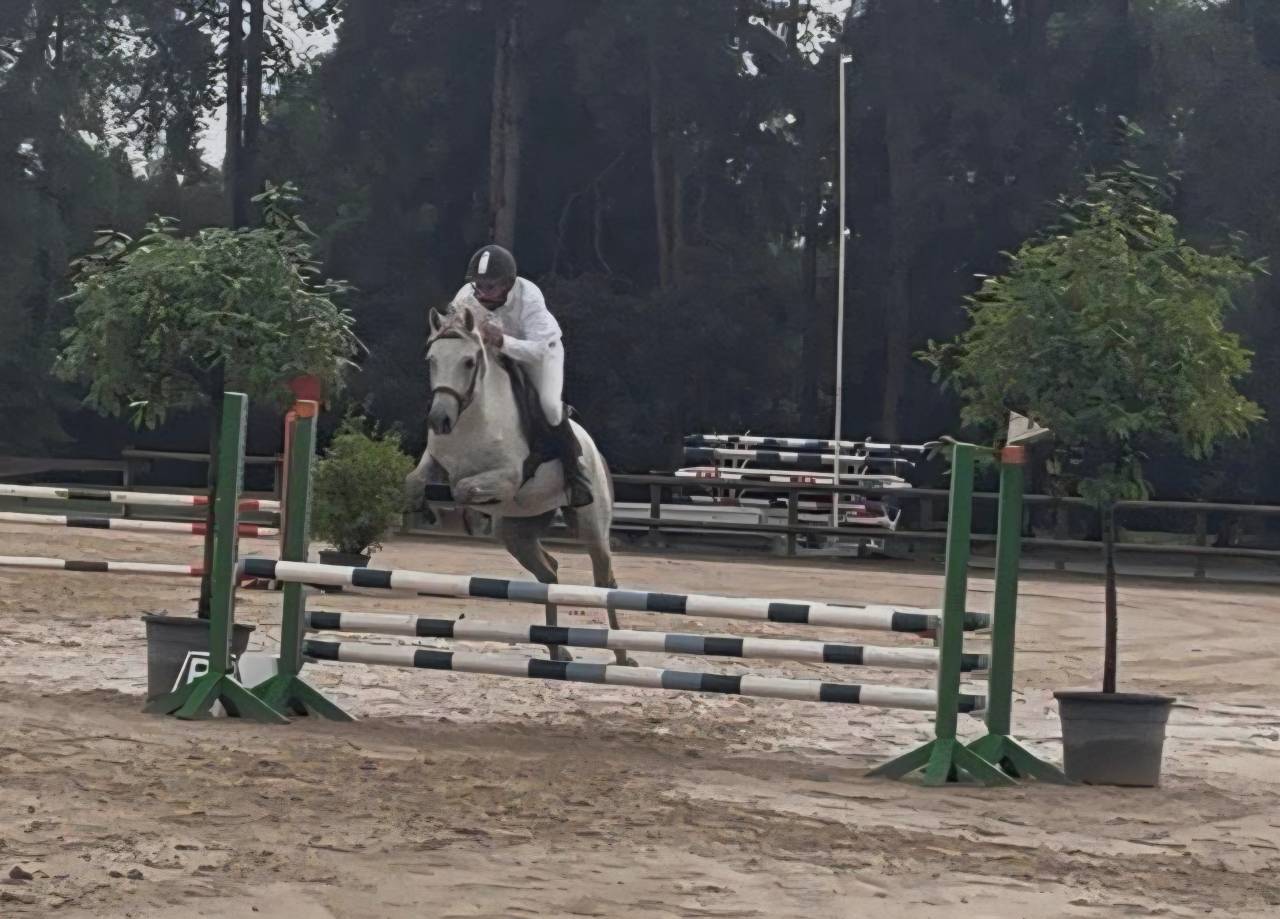 Caballo castrado PFS Poni Fran&ccedil;&eacute;s de Silla En venta 2018 Tordo por Happy des Charmes PFS