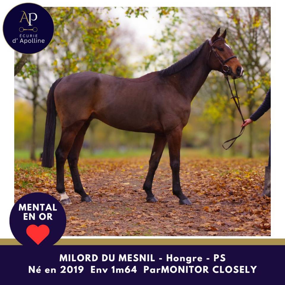 Caballo castrado Pura Sangre En venta 2019 Bayo