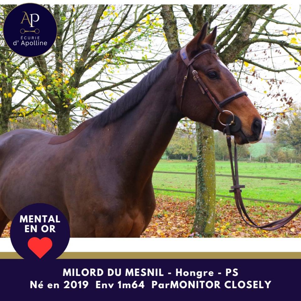 Caballo castrado Pura Sangre En venta 2019 Bayo