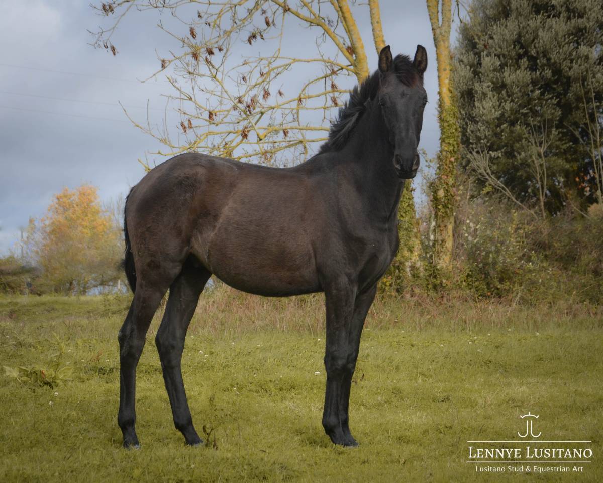 Potro Lusitano En venta 2024 Negro por Ilusionista OC