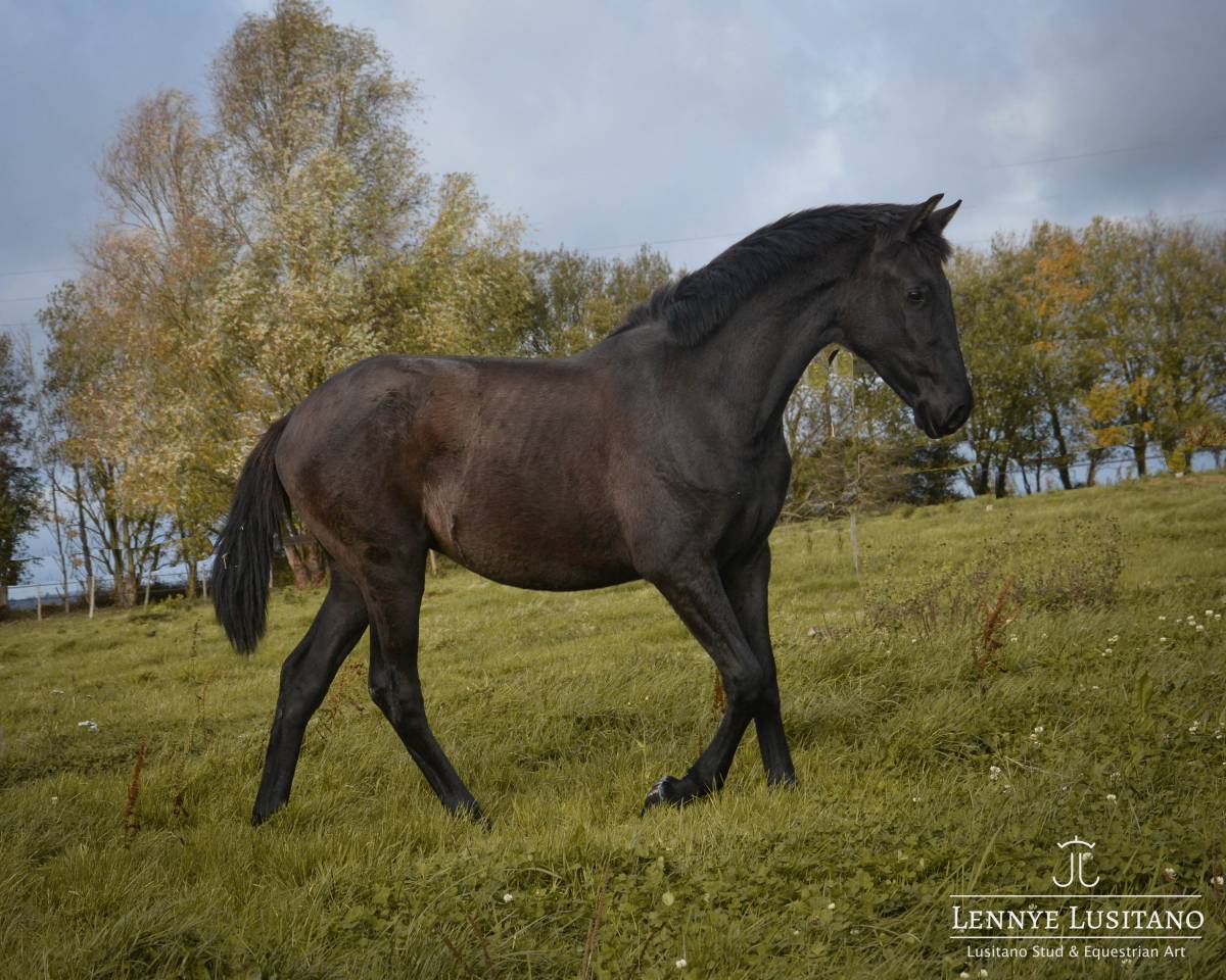 Potro Lusitano En venta 2024 Negro por Ilusionista OC