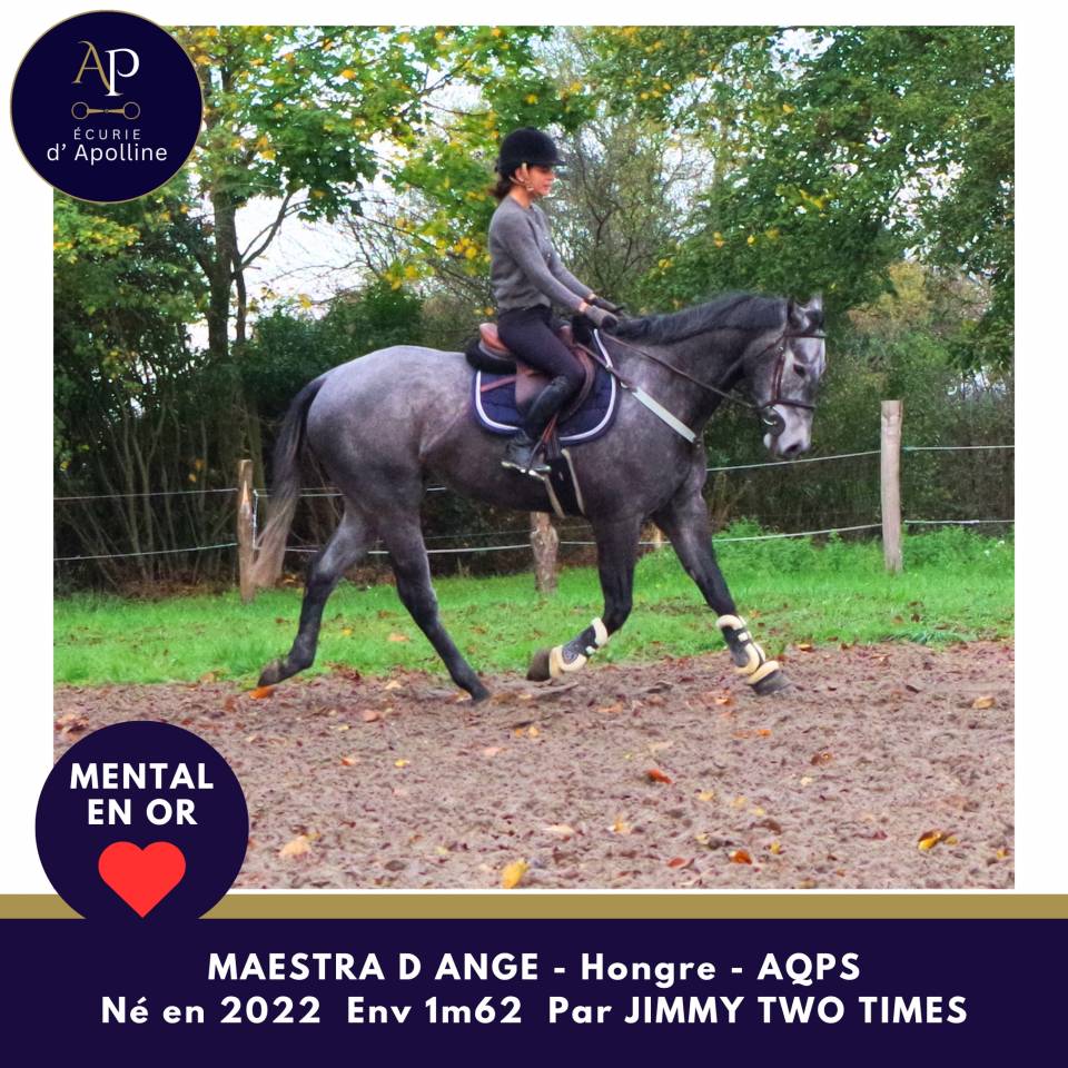 Caballo castrado AQPS En venta 2022 Tordo