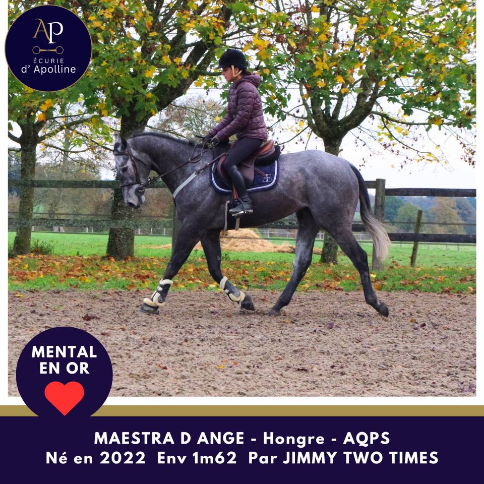 Caballo castrado AQPS En venta 2022 Tordo