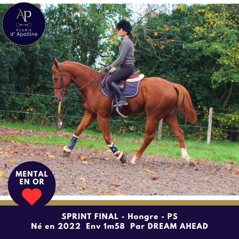 Caballo castrado Pura Sangre En venta 2022 Alazán