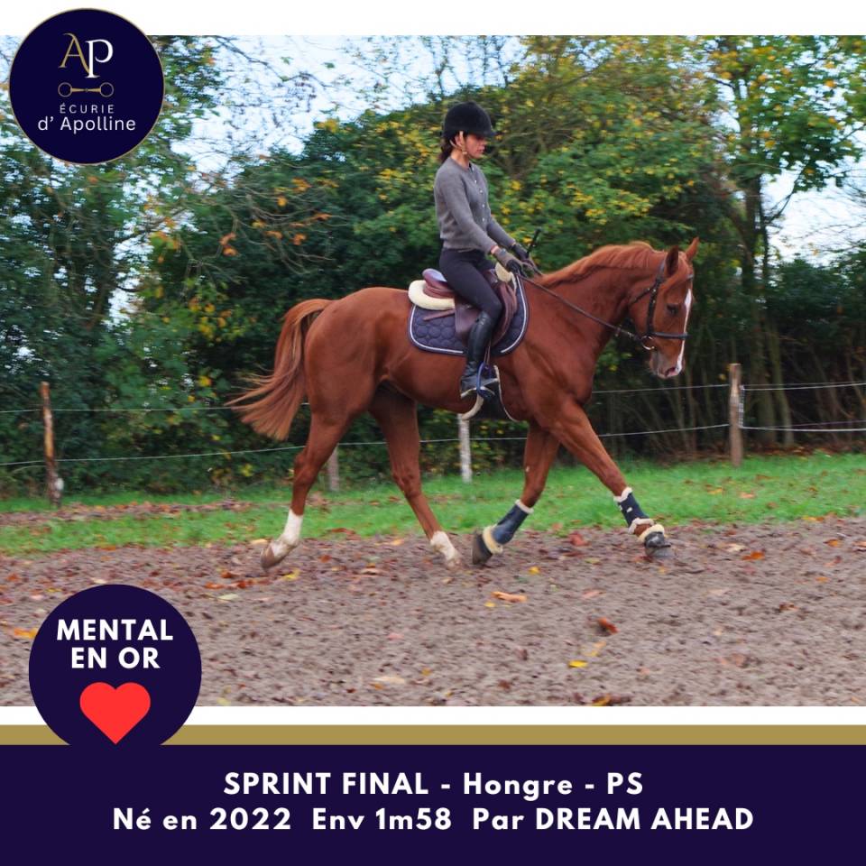 Caballo castrado Pura Sangre En venta 2022 Alazán