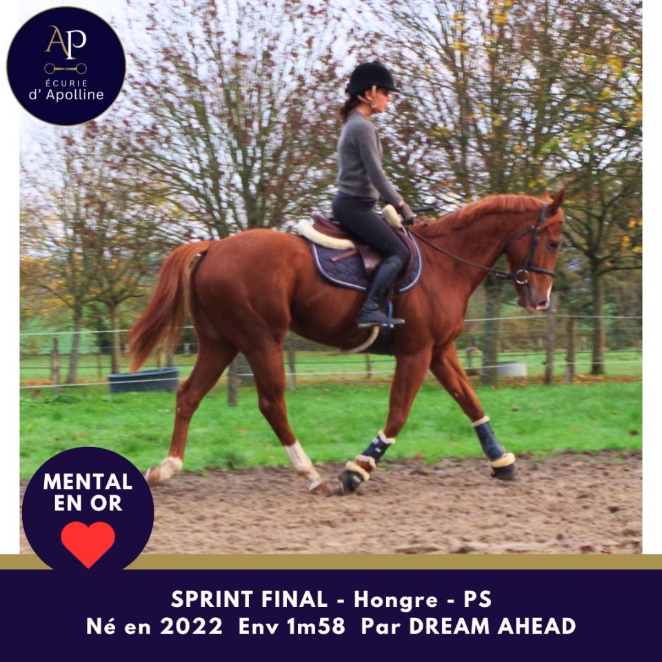 Caballo castrado Pura Sangre En venta 2022 Alazán