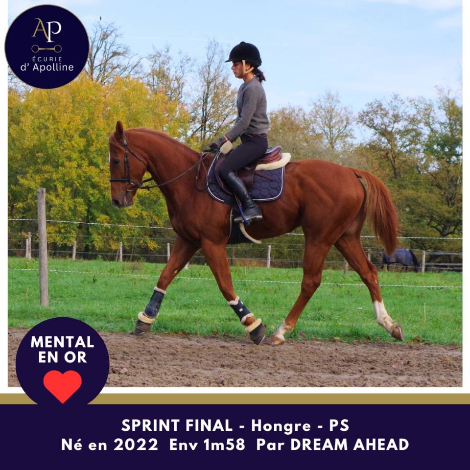 Caballo castrado Pura Sangre En venta 2022 Alazán