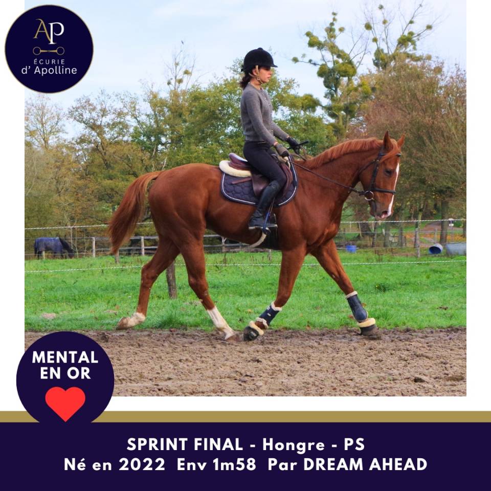 Caballo castrado Pura Sangre En venta 2022 Alazán