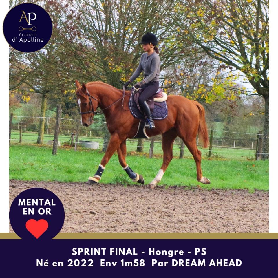 Caballo castrado Pura Sangre En venta 2022 Alazán