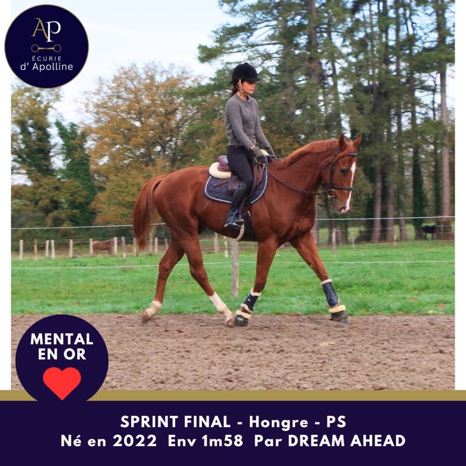 Caballo castrado Pura Sangre En venta 2022 Alazán