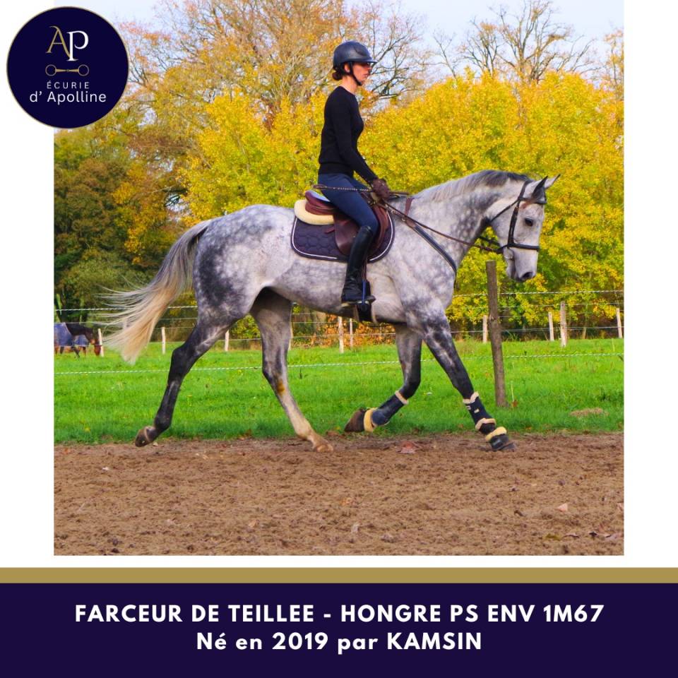 Caballo castrado Pura Sangre En venta 2019 Tordo