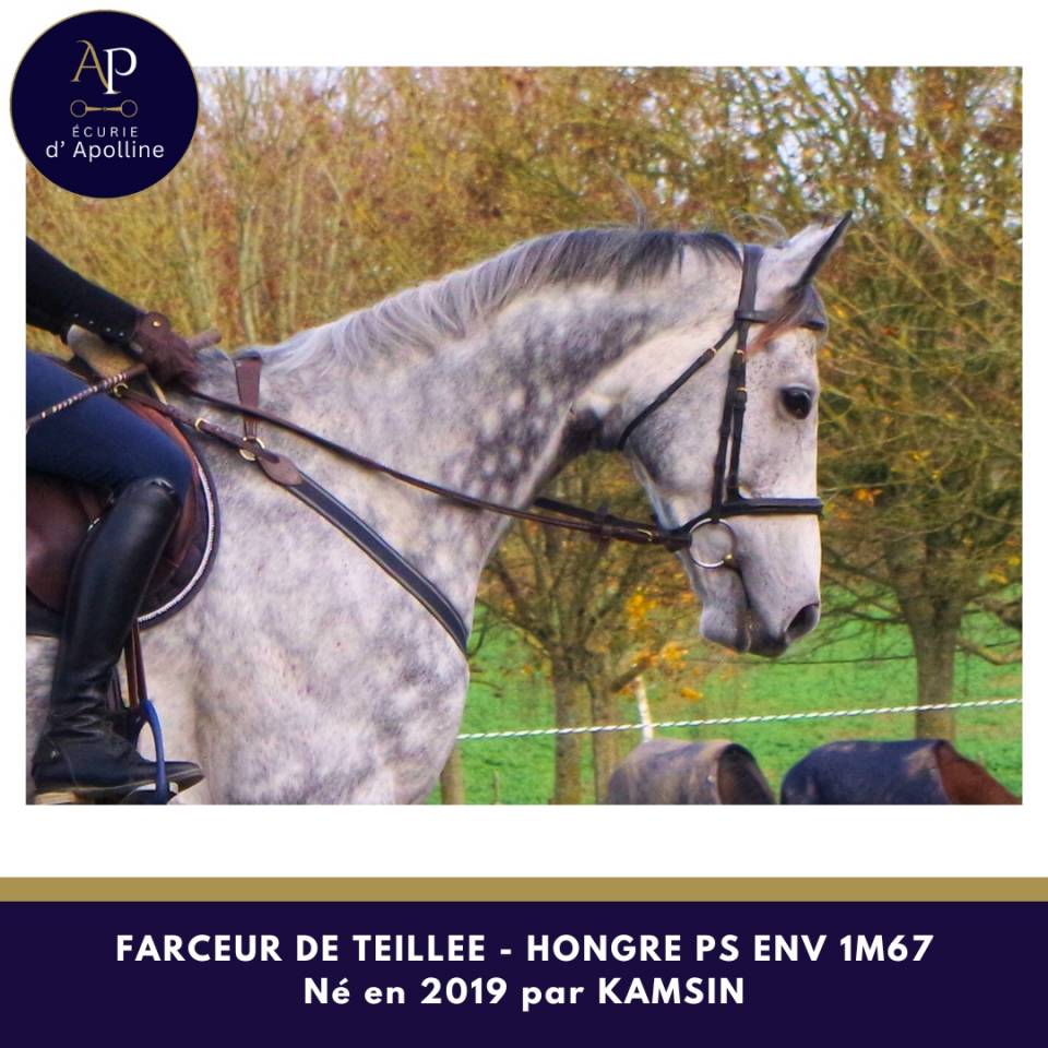 Caballo castrado Pura Sangre En venta 2019 Tordo