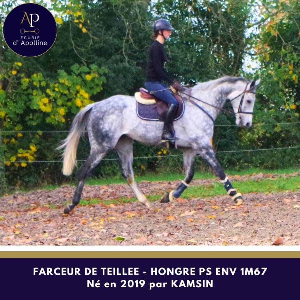 Caballo castrado Pura Sangre En venta 2019 Tordo