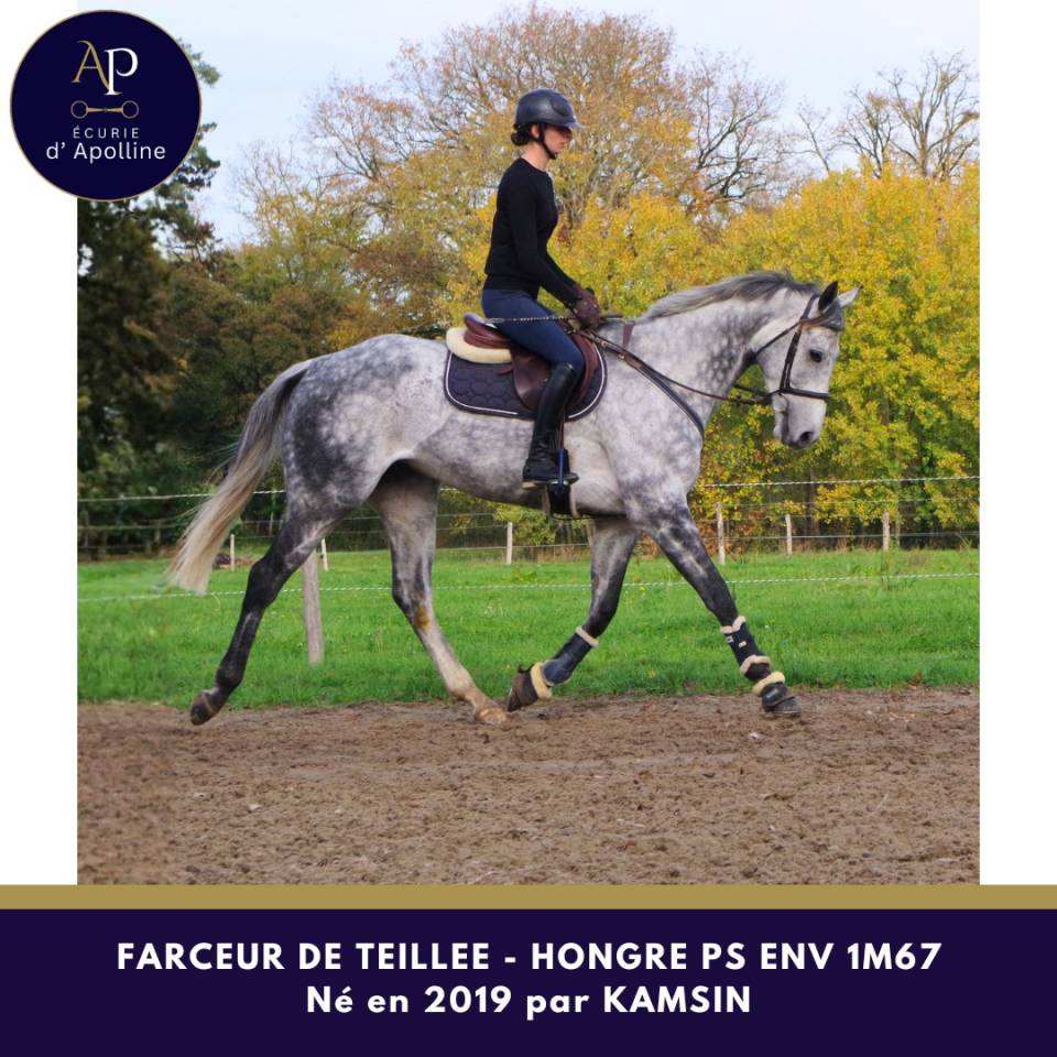 Caballo castrado Pura Sangre En venta 2019 Tordo