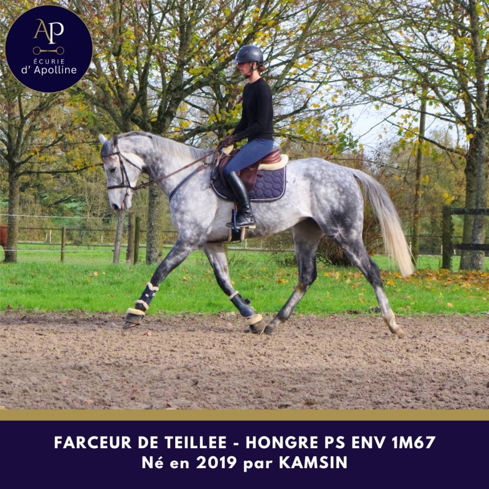 Caballo castrado Pura Sangre En venta 2019 Tordo