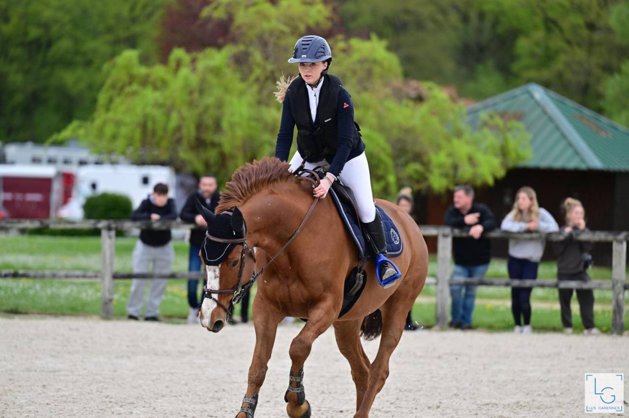 Yegua Silla Francés En venta 2011 Alazán