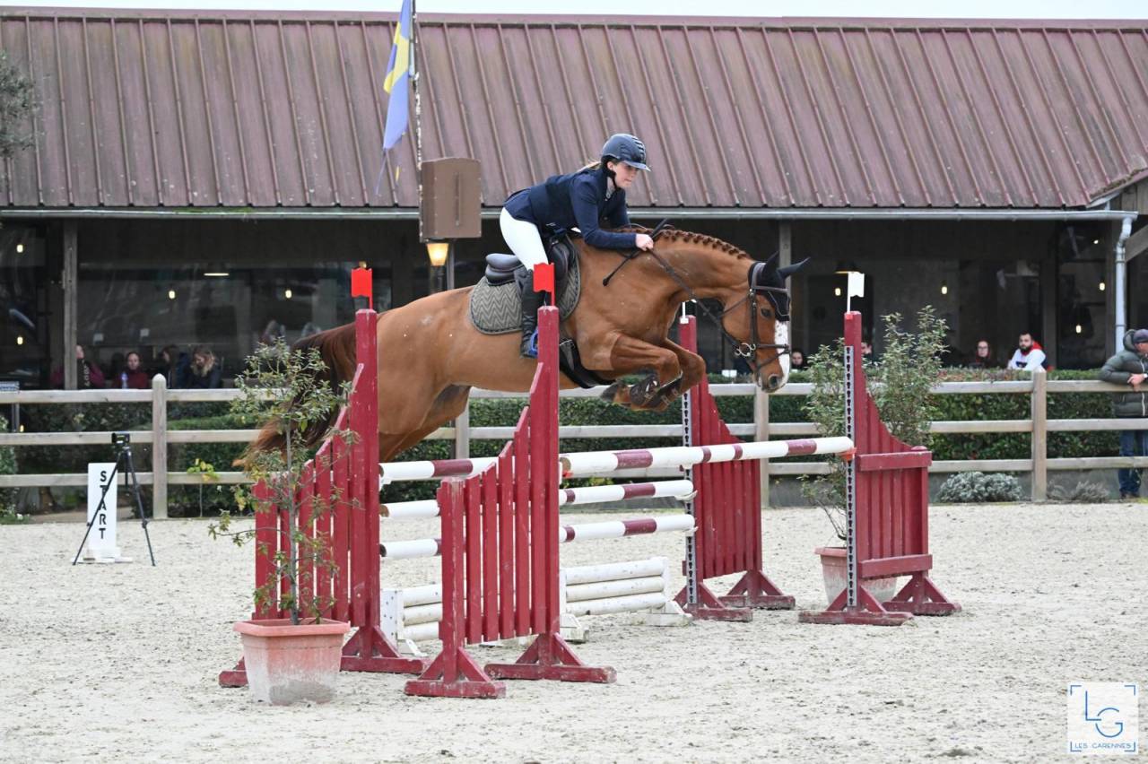 Yegua Silla Francés En venta 2011 Alazán