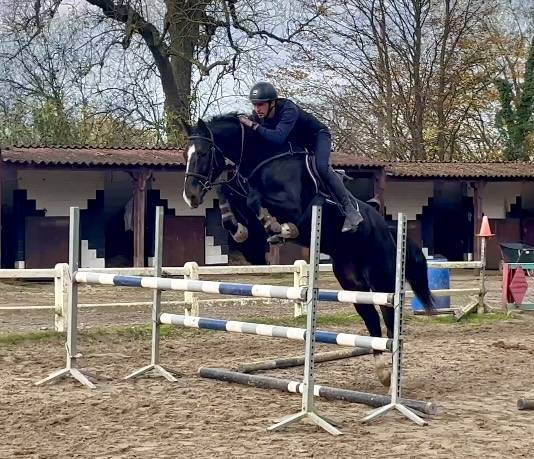 Yegua BWP Caballo de Sangre Belga En venta 2018 Negro