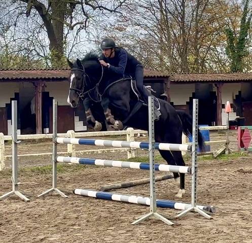 Yegua BWP Caballo de Sangre Belga En venta 2018 Negro