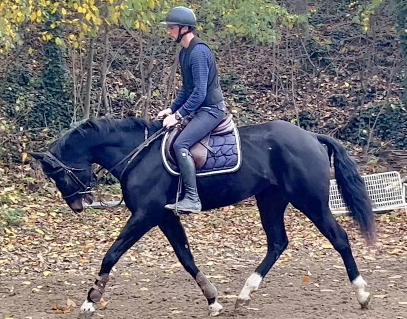 Yegua BWP Caballo de Sangre Belga En venta 2018 Negro