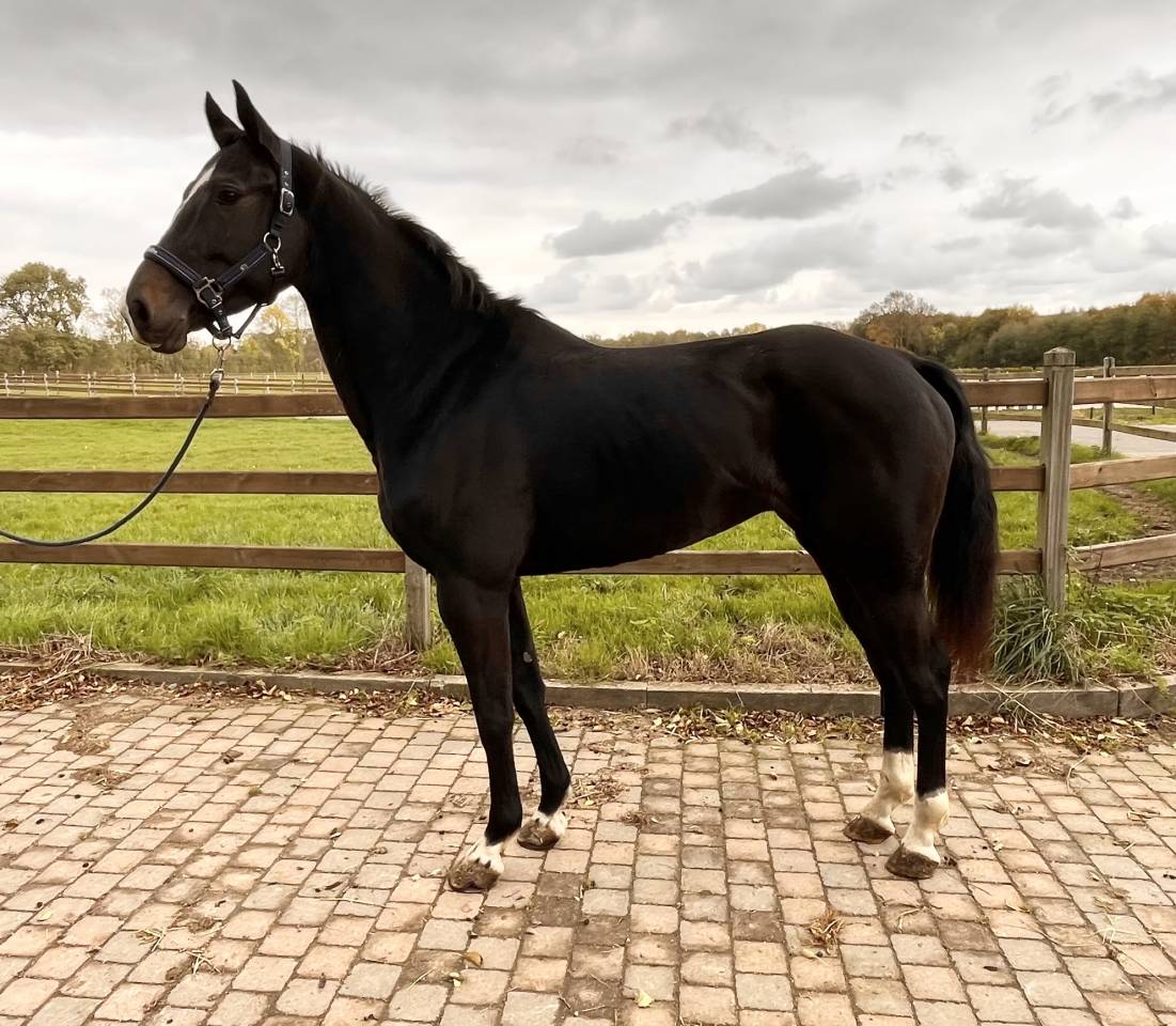 Yegua BWP Caballo de Sangre Belga En venta 2018 Negro