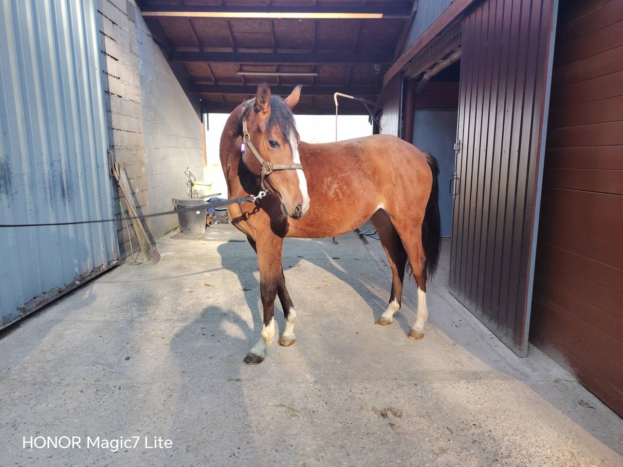 Potranca Silla Franc&eacute;s En venta 2024 Bayo moreno por Uncognito bois margot