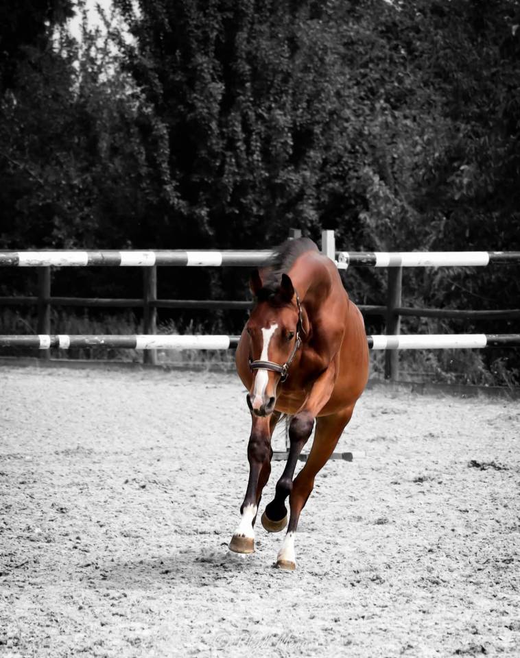 Caballo castrado Silla Franc&eacute;s En venta 2023 Bayo moreno por Uncognito bois margot