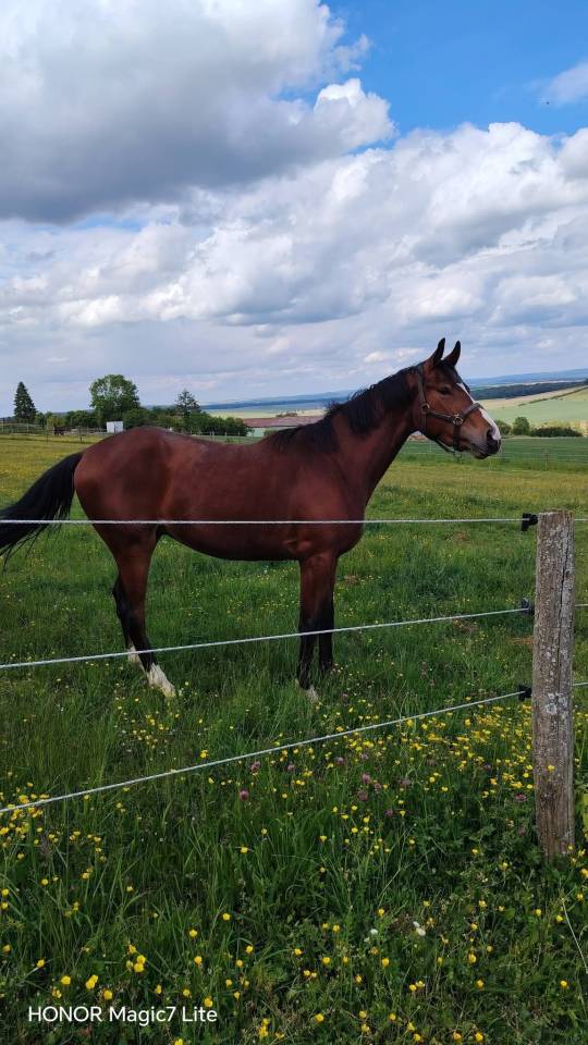 Caballo castrado Silla Franc&eacute;s En venta 2023 Bayo moreno por Uncognito bois margot