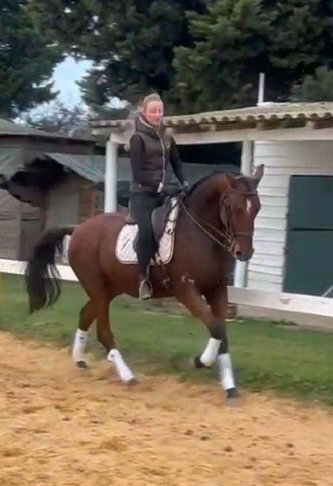 Caballo castrado PRE Pura Raza Española En venta 2018 Bayo