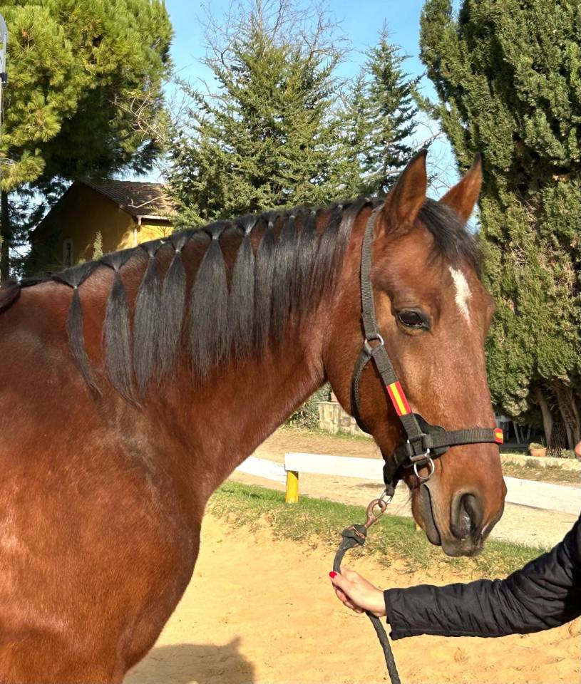 Caballo castrado PRE Pura Raza Espa&ntilde;ola En venta 2018 Bayo