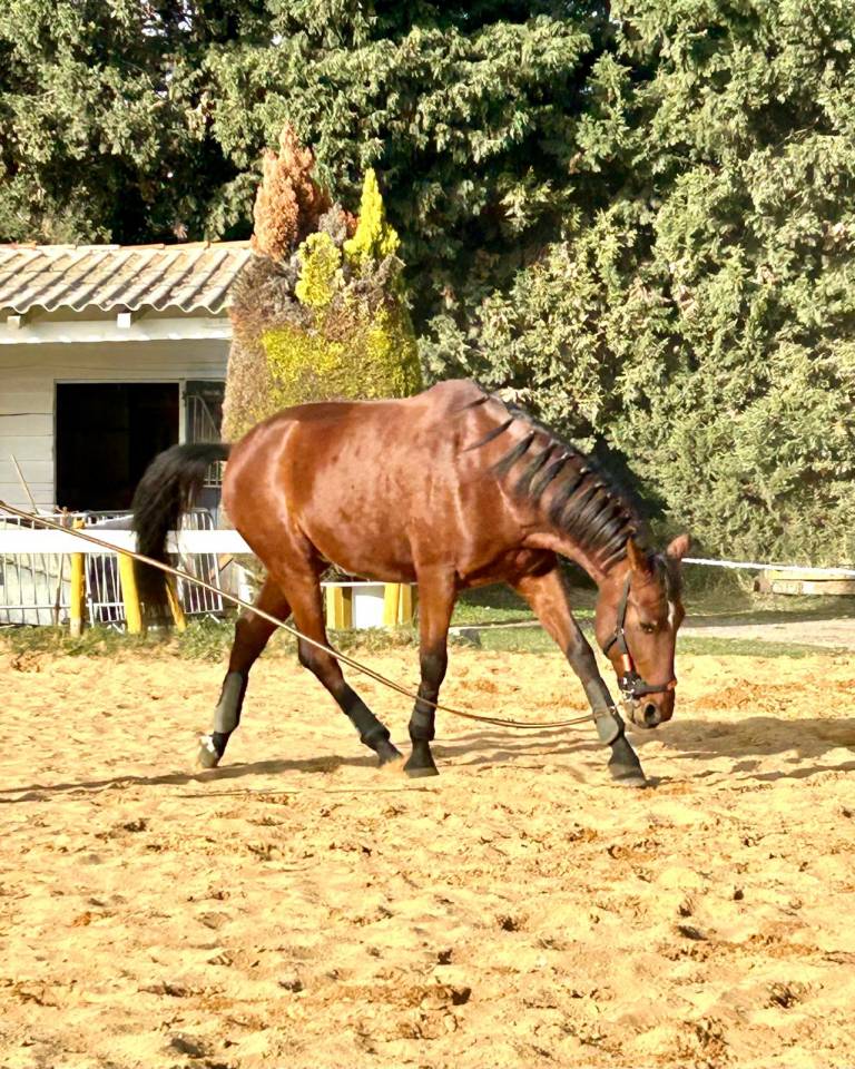 Caballo castrado PRE Pura Raza Espa&ntilde;ola En venta 2018 Bayo