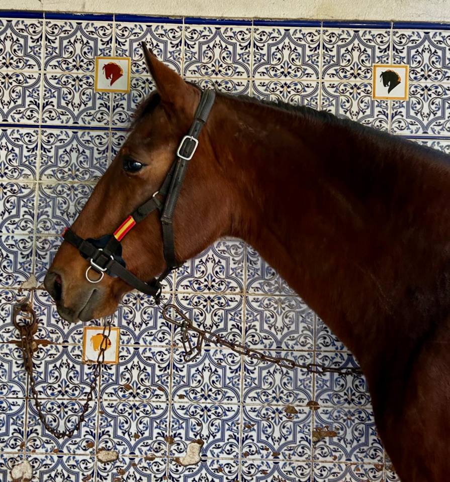 Caballo castrado PRE Pura Raza Espa&ntilde;ola En venta 2018 Bayo