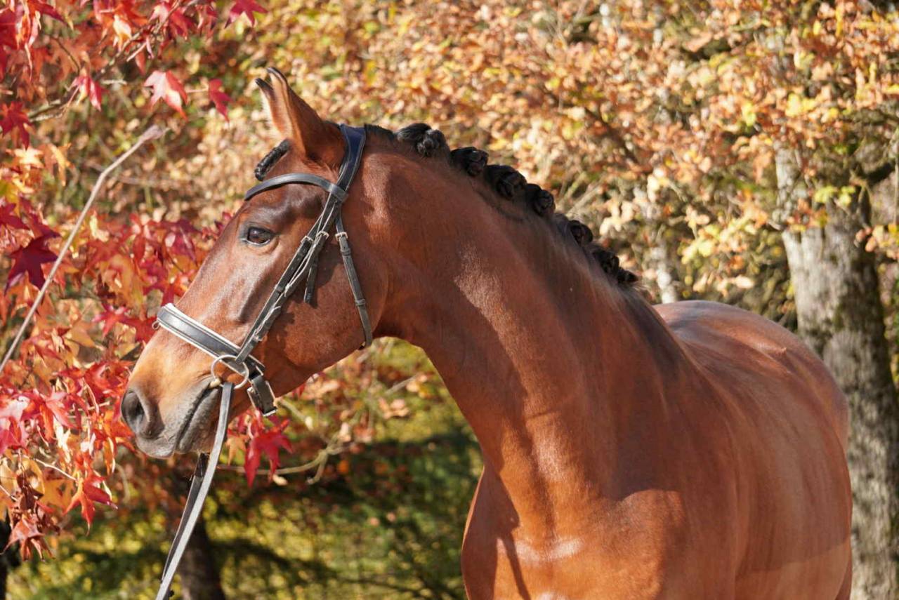 Caballo castrado PRE Pura Raza Española En venta 2013 Bayo
