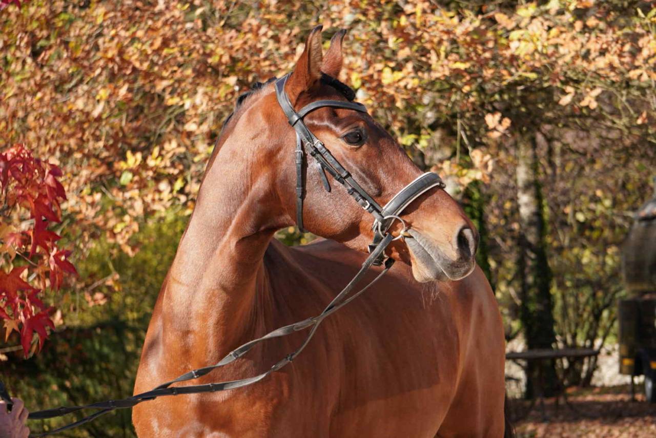 Caballo castrado PRE Pura Raza Española En venta 2013 Bayo
