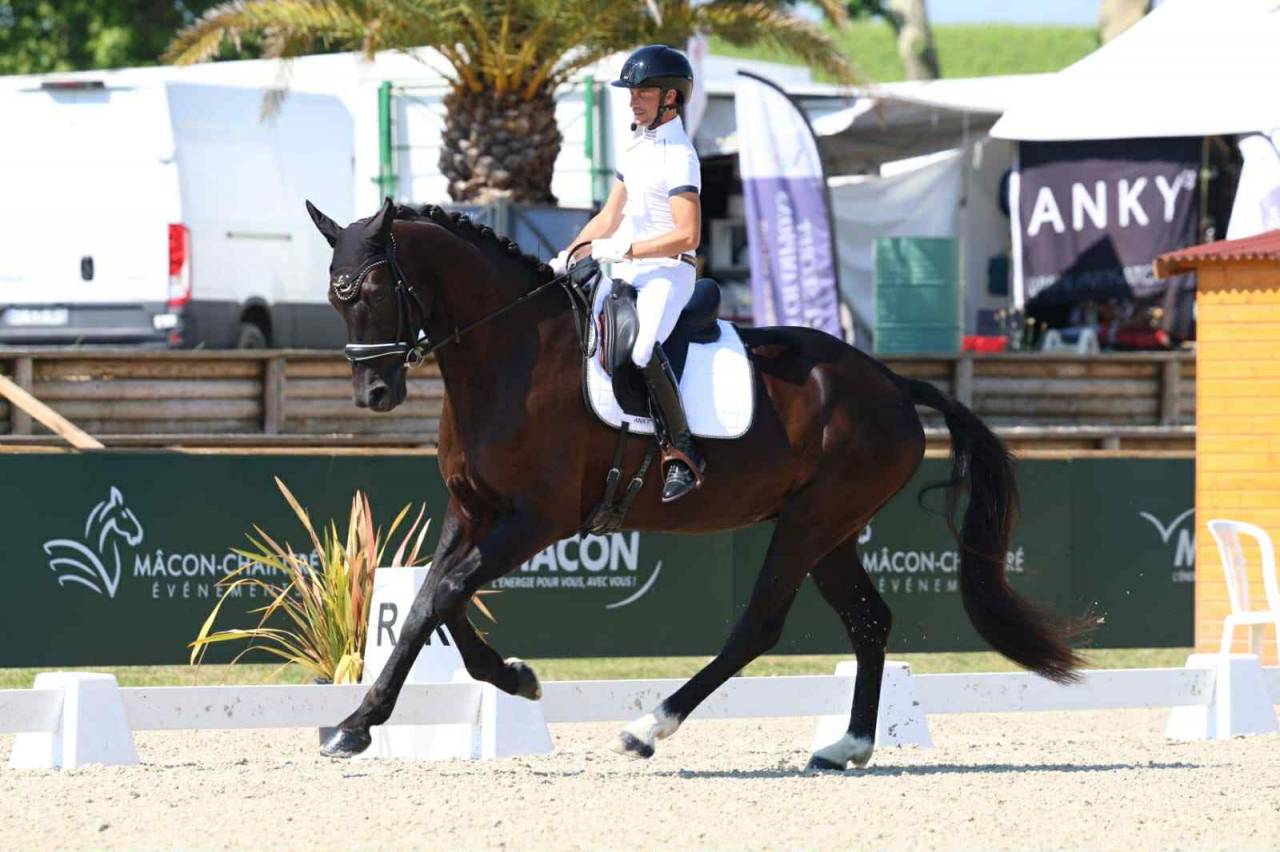 Caballo castrado Hannoveriano En venta 2021 Negro