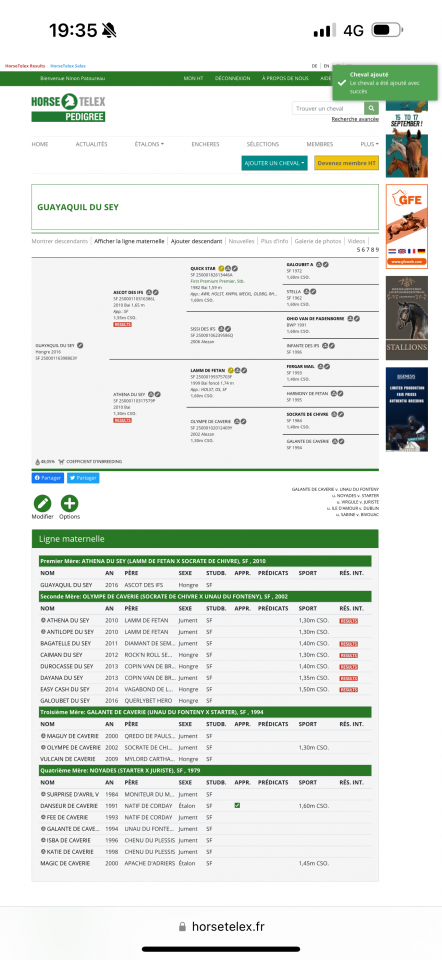 Caballo castrado Silla Francés En venta 2017 Bayo por AScot des ifs