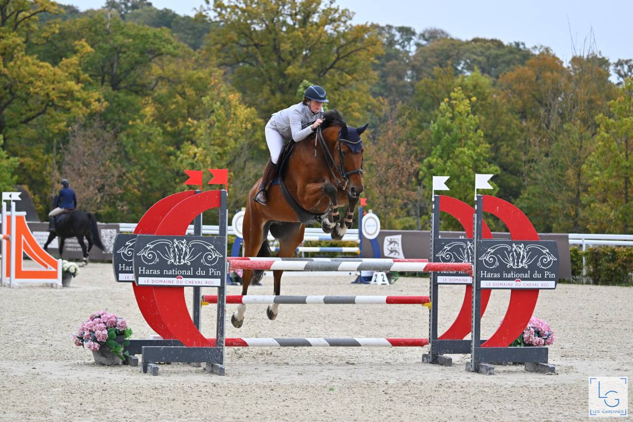 Caballo castrado Silla Francés En venta 2017 Bayo por AScot des ifs