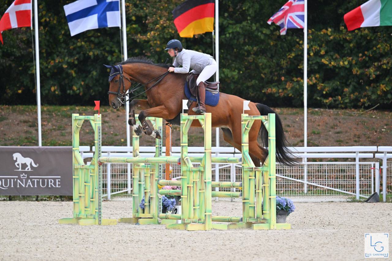 Caballo castrado Silla Francés En venta 2017 Bayo por AScot des ifs