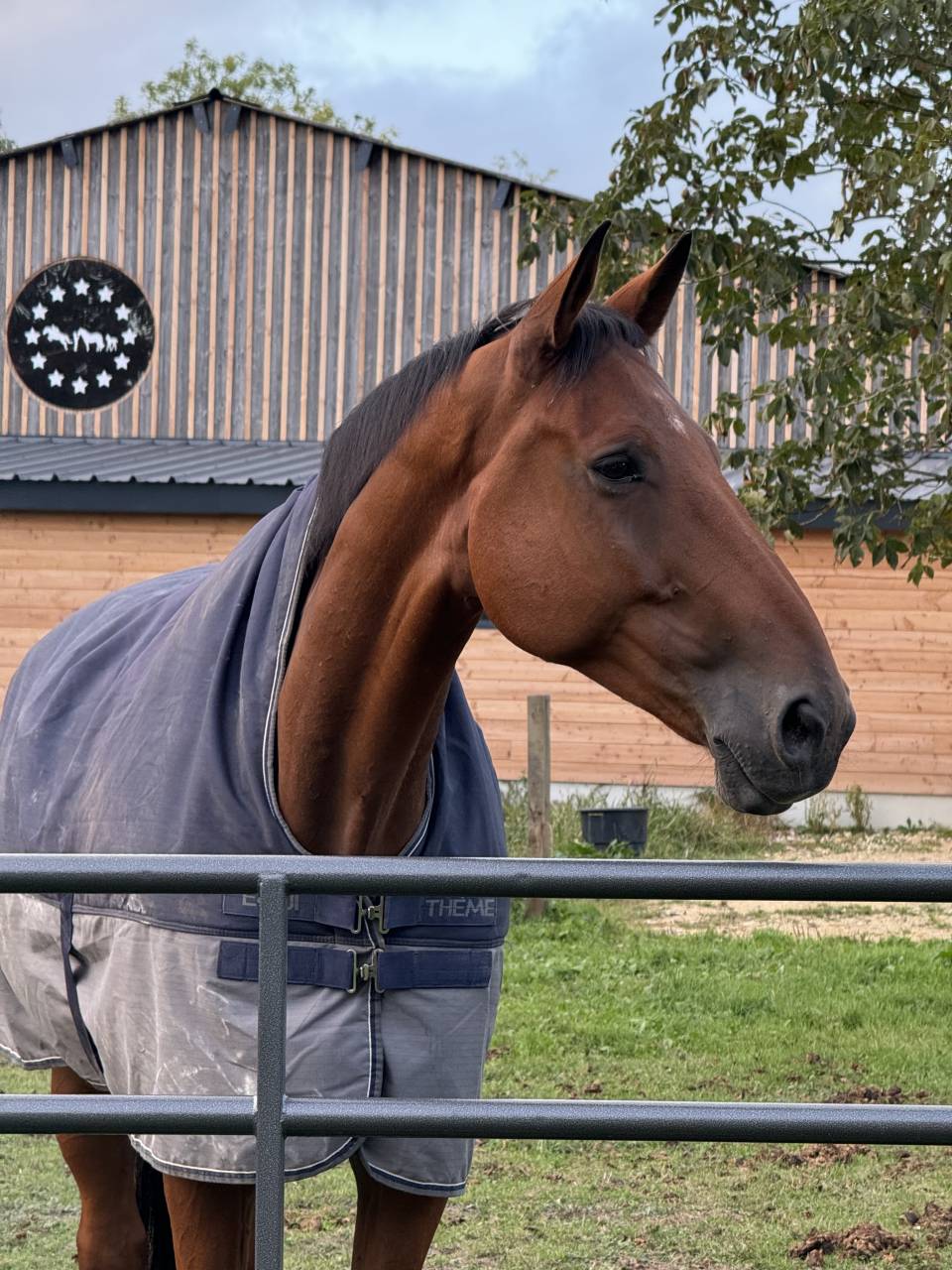 Caballo castrado Silla Francés En venta 2017 Bayo por AScot des ifs