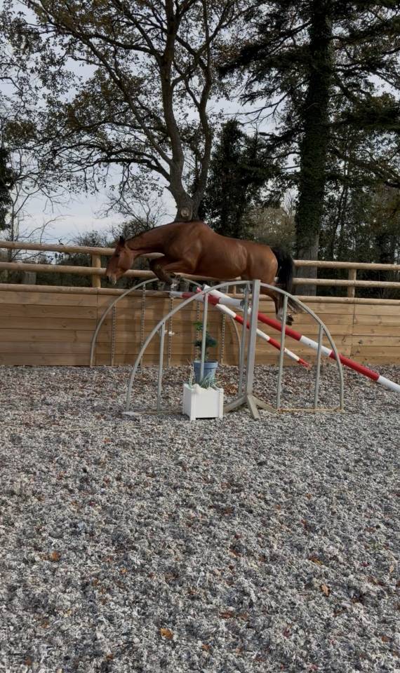 Caballo castrado Silla Francés En venta 2017 Bayo por AScot des ifs